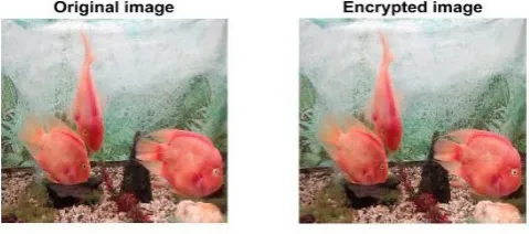 Fig. 7 Histogram of original cover image and Encrypted cover image 