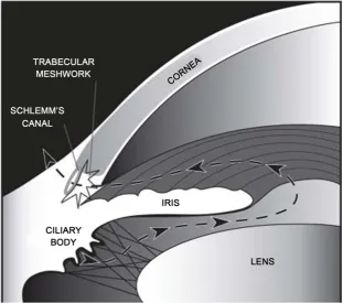 Figure 1. The aqueous outflow pathway (Goel, M., et al., Aqueous humor dynamics: a review