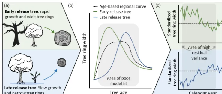 Figure 1. (a) In shade-tolerant species, young trees are stochastically released from low-light suppression in the understory.from suppression is not strictly related to tree age, widely used communal age trend models (RCS) poorly model tree growth in the periodfollowing establishment and leading up to the age when most trees have been released from suppression.implies that the biological growth trend is not entirely removed from individual series and leads to high residual variance when standardized (b) Since release (c) Poor model ﬁt in this periodtree ring series are aligned according to calendar year.