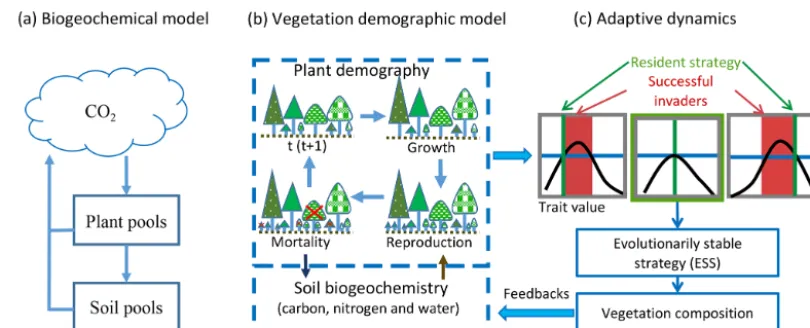 Figure 1. Hierarchical structure of vegetation models.
