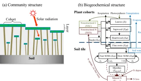 Figure 2. Structure of BiomeE. (a) Vegetation structure: trees organize their crowns into canopy layers according to both their height andtheir crown area following the rules of the PPA model, which mechanistically models light competition