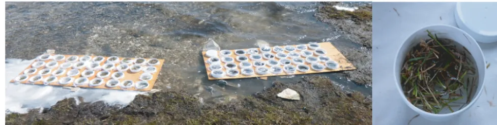 Figure 1. Mesocosm set-up in the pond. Sample cups had either fresh Carex clippings or fresh goose droppings submerged in 200 mL ofpond water