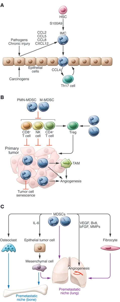 Figure 2. Potential role of immature myeloid cells and MDSCs in the regu-lation of tumor development and progression
