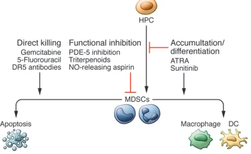 Figure 3. Therapeutic strategies targeting MDSCs. MDSCs can be targeted fully differentiated into more terminally differentiated, immunostimula-tory myeloid cells such as DCs and macrophages