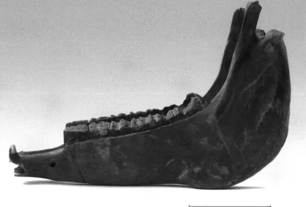 Fig. 2b: Lower jaw of Equus przewalskii from Kempen; occlusal view. 