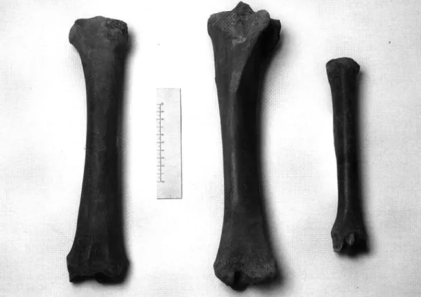 Fig. 3: Limb bones of Equus przewalskii from Kempen; from left to right: Radius dext., tibia sin., and metatarsale sin