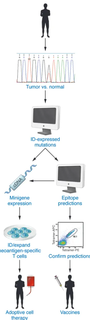 Figure 3. Neoantigen-specific T cell therapy. Patient tumor cells and normal tissue are subjected to whole-exome sequencing and RNA-Seq to identify expressed nonsynonymous somatic mutations