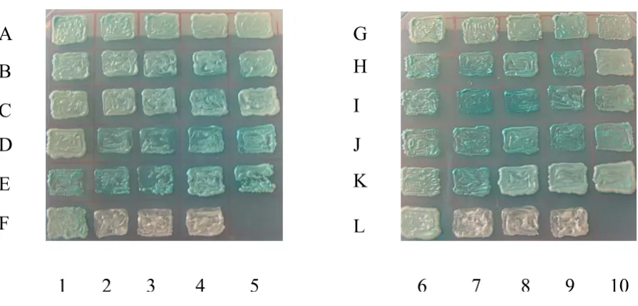Figure 2Positive Yeast Colonies with Potential HBX Interacting ProteinsC1-5, D1-5, E1-5, F1, G6-10, H6-10, I6-10, J6-10, K6-10, L6: colonies that turn blue after positive colonies from the library screening that developed blue colour over a 5-day incubatio