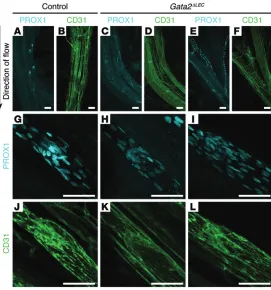 Figure 10. Gata2littermate control (Cre-negative;mice (patterning was indistinguishable from littermate controls
