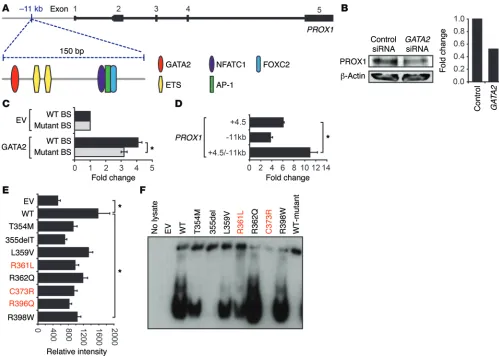 Figure 1. GATA2 Emberger mutants have reduced capacity to bind and transactivate a novel PROX1 –11 kb enhancer element