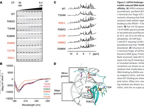 Figure 2. GATA2 Emberger mutants exhibit reduced DNA-binding 