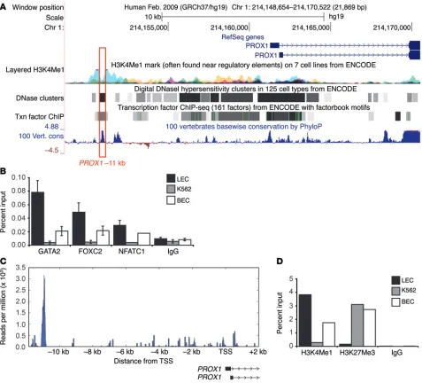 Figure 3. Occupancy of chromatin at the PROX1 –11 kb enhancer element. (A) PROX1 locus as viewed in UCSC Human Genome Browser (http://genome.ucsc.edu/)