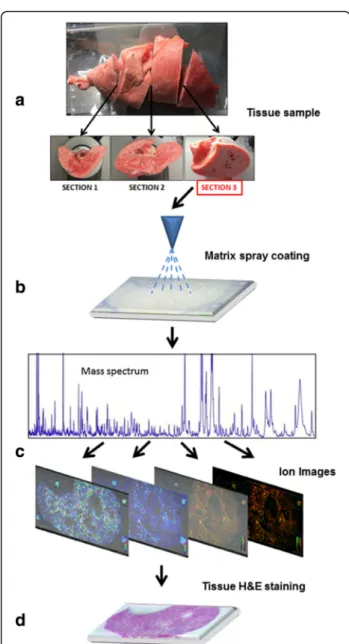 Fig. 1 Workflow of MSI analysis. The right lungs of lambs were cut into four pieces of approximately 3 cm (a) and the lower face of the third piece was cryo-sectioned and thaw-mounted onto a conductive glass slide