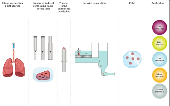 Fig. 1 A schematic diagram showing the procedure to generate PCLS. After infusing agarose into the lung, cylindrical cores of the lung can be prepared by using specific tissue coring tools, followed by cutting with tissue slicer, generating lung slices wit