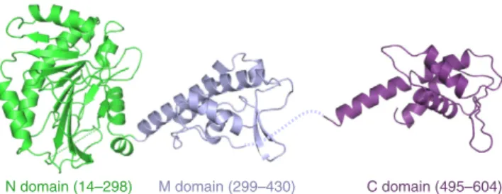 Figure 2 | Crystal structures of the N-terminal and middle domains (left) and the C-terminal domain (right) portions of S
