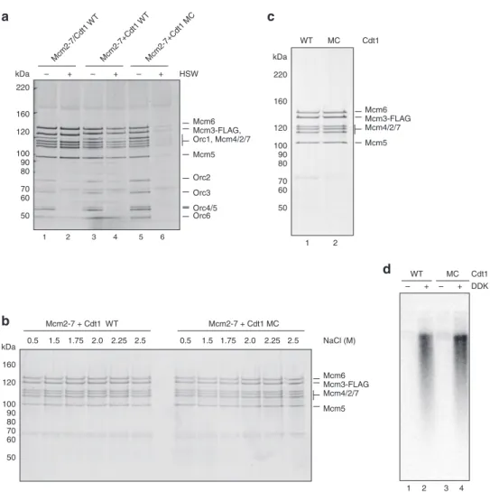 Figure 3 | The N domain is important for MCM loading. (a) Mcm2–7 recruitment (  high-salt wash, HSW) and loading ( þ HSW) on DNA analysed by SDS–PAGE and silver staining