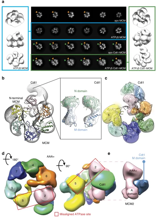 Figure 4 | Negative-stain electron microscopy of yeast MCM in the absence and presence of Cdt1