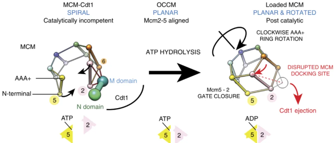 Figure 5 | A mechanism for ATPase-mediated Cdt1 ejection during MCM loading. Cdt1 binds to the side of Mcm2 and Mcm6, interacting both with N-terminal and AAA þ ATPase elements