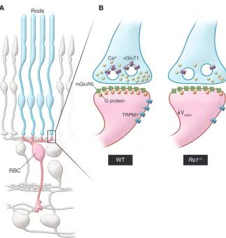 Figure 1. Functional remodeling of the rod photoreceptor–to–rod bipolar cell synapse 