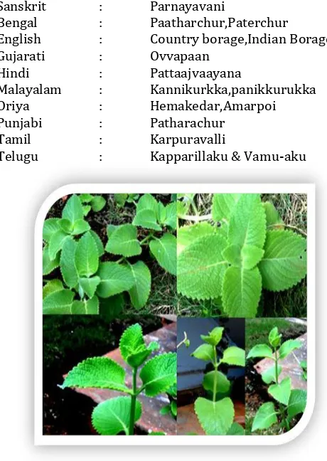 Fig -1 Coleus aromaticus leaves  
