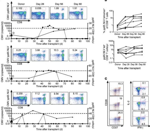 Figure 6. Transfer of CMV-specific T cells with TNcells among CD8CMV copy number (left -depleted HCT