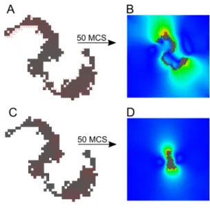 Figure S1: Traction forces for non-convex cell shapes (A) Cell traction forces towards center of mass (van Oers et al