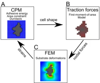 Figure 1: Structure of the coupled CPM-FEM model. (A) CPM calculates cell shapes in response to local ECM strains; (B) calculation of cellular traction forces based on cell shapes [29]; (C) substrate strains due to cellular traction forces.