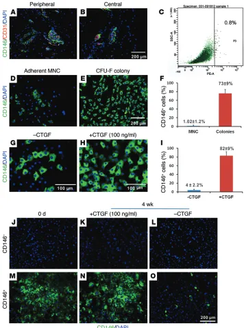 Figure 1. CD146+ cells in tendons. Immunofluorescence revealed CD146