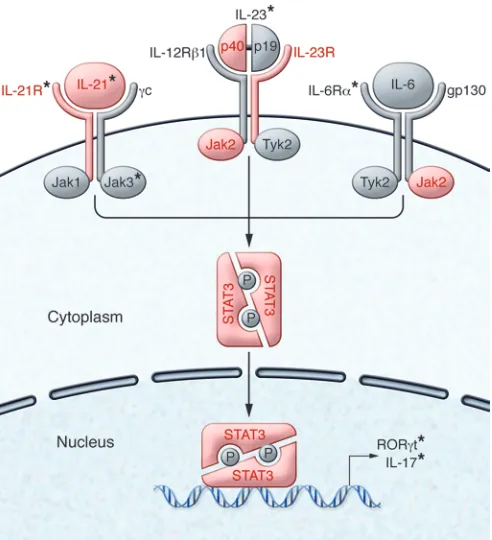 Figure 2. STAT3-dependent cytokines in autoimmunity. Cytokines that activate STAT3, including IL-6, IL-21, and IL-23, play a critical role in promoting Th17 differentiation and have been implicated in human autoimmune disease