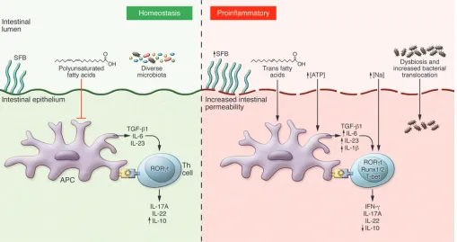 Figure 3. Factors that alter the intestinal microenvironment can affect Th17 differentiation