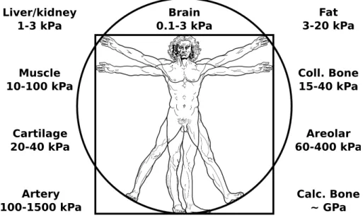 Figure 1.1 shows an overview of the wide range of measured stiffnesses throughout the body (see also recent reviews [5, 27, 28])