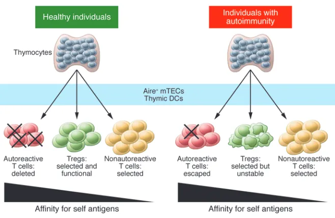 Figure 1. Defects in both central and peripheral tolerance contribute to the development of autoim-the thymus (tTregs) as described above (77, 78) and as a consequence of Foxp3 induc-tion in Tconvs upon exposure to antigens in the periphery (pTregs), eithe