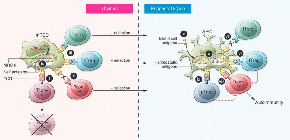Figure 2. Model for self-peptide presentation in shaping T cell function and development of autoimmunity