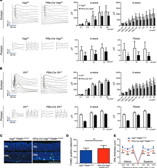 Figure 6. Intermediate plexus abnormalities are associated with visual dysfunction. (are significantly impaired (intermediate plexuses, based on TUNEL staining in the ONL (mice and controls (A) Full-field ERGs in 2-month-old Ptf1a-Cre Vegff/f mice reveal s