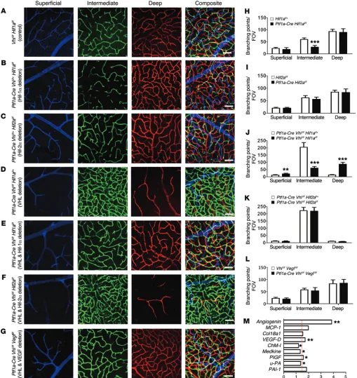 Figure 4. VHL/HIF-1αKO strategies were employed to show that the loss of HIF-1/VEGF signaling regulates angiogenesis in the intermediate plexus