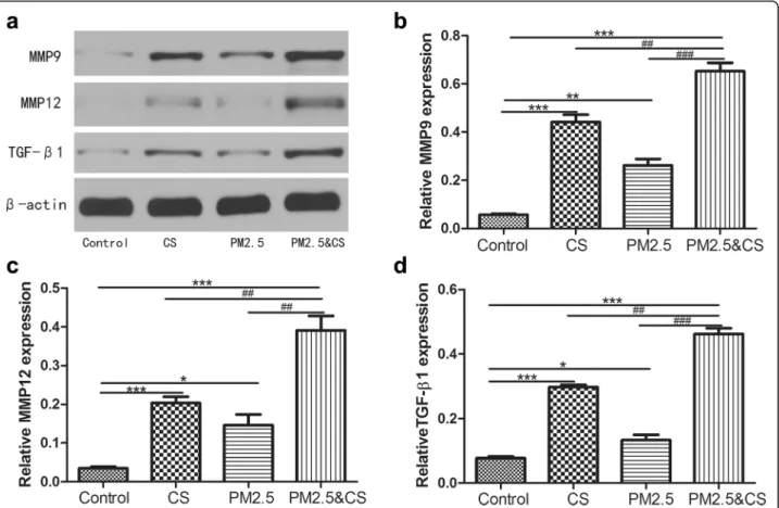 Fig. 7 Western blot examination for MMP9, MMP12, and TGF- β1 protein levels expression in lungs sections induced by PM 2.5 /CS exposure