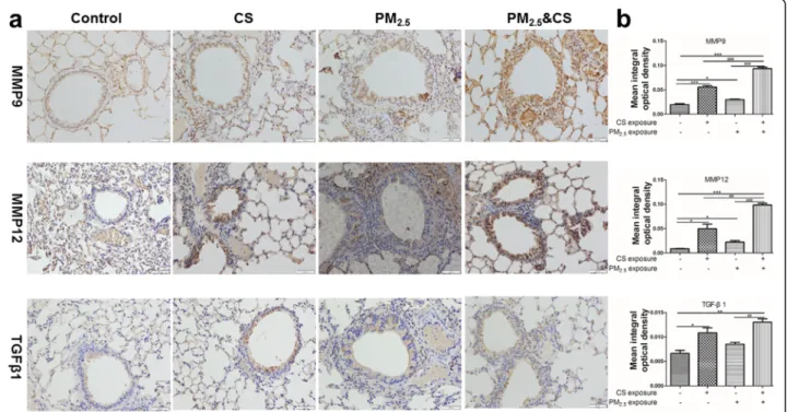 Fig. 6 Immunohistochemical staining of MMP9, MMP12, and TGF- β1 in lungs sections induced by PM 2.5 exposure (400x) (a) and semiquantitative assessment of MMP9, MMP12, and TGF- β1 protein expression using Image-Pro Plus (b)