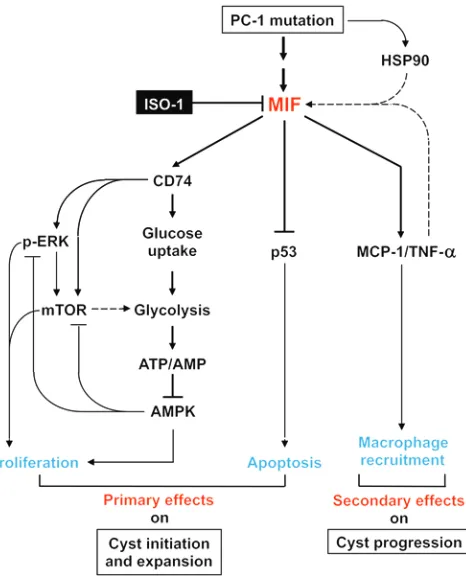 Figure 8. A schematic diagram depicting MIF-mediated pathways and processes in Pkd1 mutant renal epithelial cells