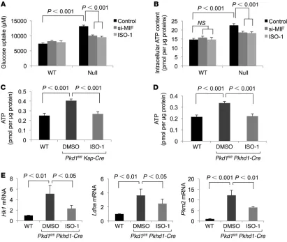 Figure 5. MIF promotes glucose uptake and ATP generation in renal epithelial cells and tissues