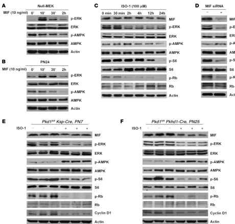 Figure 6. MIF regulates renal epithelial cell proliferation through activation of ERK, mTOR, and Rb/E2F signaling pathways