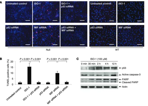 Figure 7. MIF regulates cystic epithelial survival and death via p53. (A and B) Inhibition of MIF with ISO-1 or knockdown of MIF with siRNA-induced apop-tosis in Pkd1 null MEK cells (A, left panel) while knockdown of p53 with siRNA prevented ISO-1– or MIF 