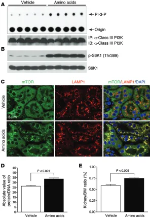 Figure 11. Increased delivery of amino acids increases class III PI3K activity, induces mTOR translocation to lysosomal membranes and activation, and induces hypertrophy in the kidneys of WT mice