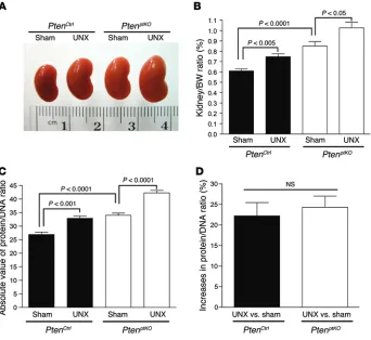 Figure 8. UNX induces equivalent levels of compensatory renal hypertrophy in Pten