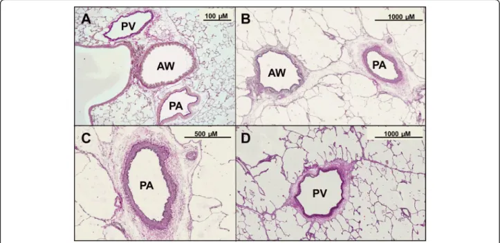 Fig. 1 Histology of murine and human PCLS. a Murine PCLS: The PA is located aside the airway (AW) and characterised by a thick media, whereas the PV lies more aside