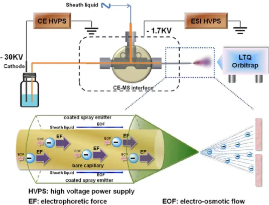 Figure 4. Schematic repre- repre-sentation of the negative mode CE–MS system. A reverse polarity separation under a dominant  elec-trophoretic force and low EOF is used to move analytes down a bare separation capillary