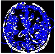 Fig.6 shows the result of applying Harris-Laplace to the segmented image is n in.  