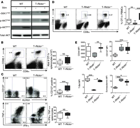 Figure 8. mTORC2 activity is not required for CD8+cytes were harvested. (of OT-I T cell effector function