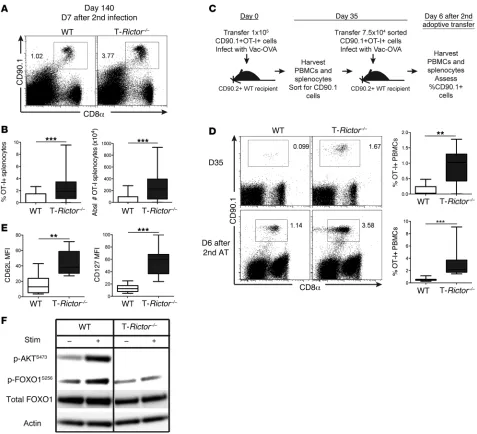 Figure 10. mTORC2 inhibition promotes memory generation. ((transferred into new recipients infected with vaccinia-OVA, and 6 days later, percentage of OT-Irepresentative of at least 3 independent experiments