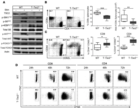 Figure 1. Tsc2 deletion in CD8+ T cells yields a hyperactivated phenotype. WT and T-Tsc2–/– splenocytes were harvested from 6-week-old mice