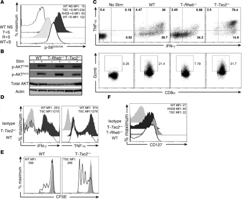 Figure 2. mTORC1 activity is required to promote CD8+collected from WT, T-tion with day 5, cells were restimulated and intracellular production of IFN-the CD8phosphorylated S6 effector T cell responses in vitro